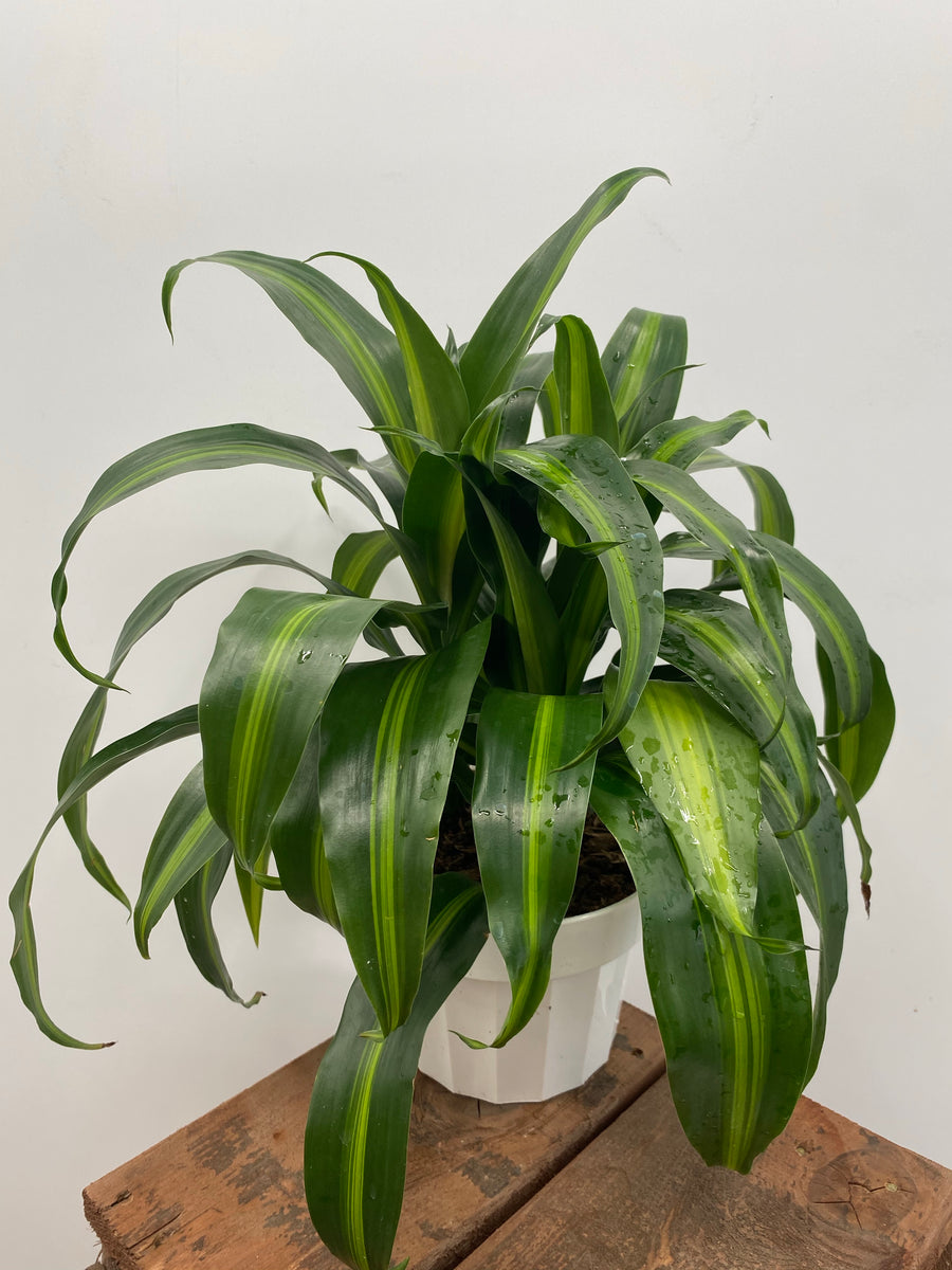 dracaena hawaiian sunshine plant care 6" Dracaena Hawaiian Sunshine