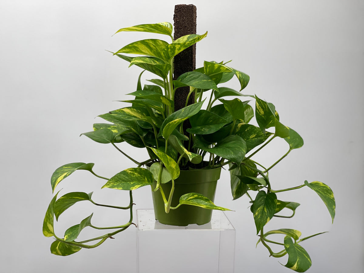 pothos plant decor 6" Pothos, Golden, Pole – Plant Decor Shop