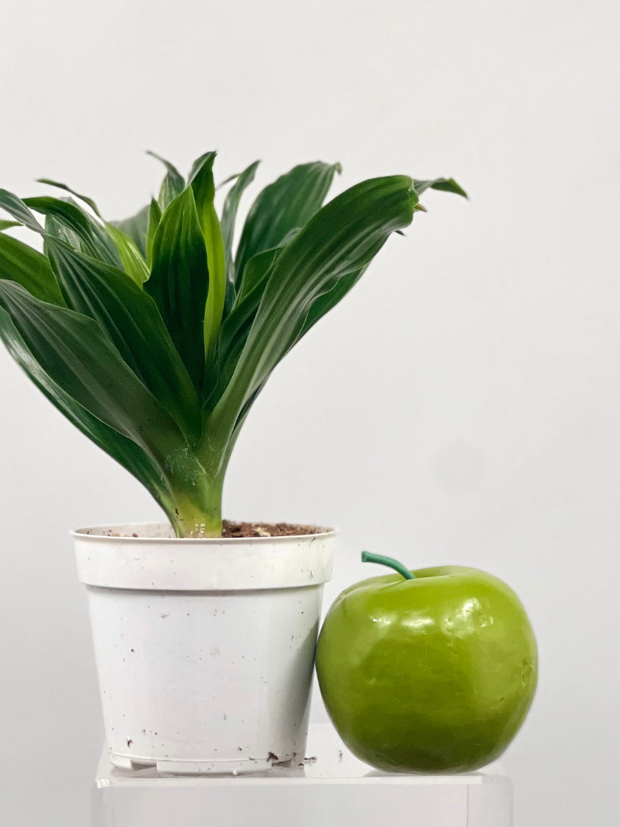 dracaena compacta light 4" Dracaena Craigii Compacta – Plant Decor Shop