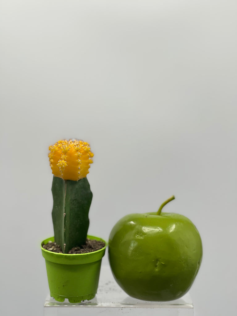 2" Grafted Cactus Yellow