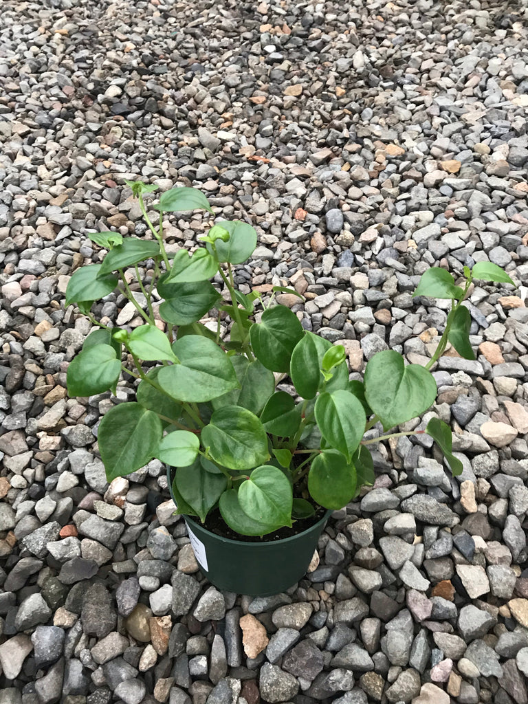 6" Peperomia Scandens, Green