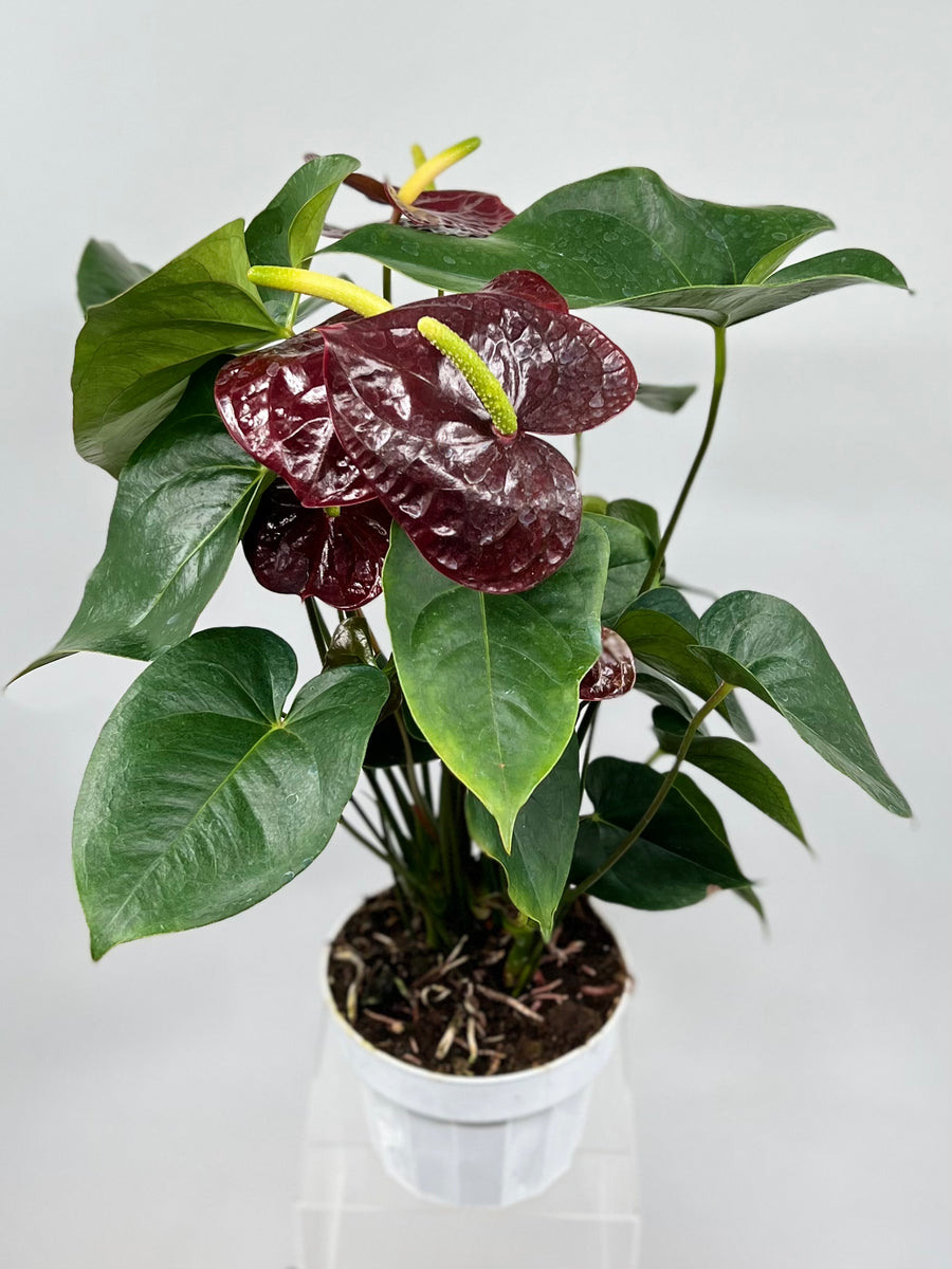 L'anthurium