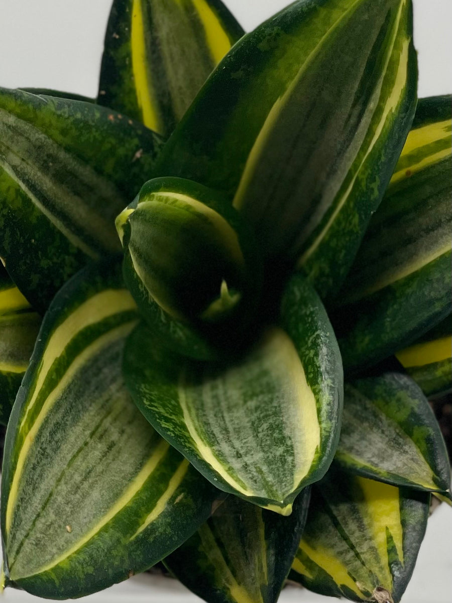 gold star snake plant 4" Sansevieria Gold Star – Plant Decor Shop