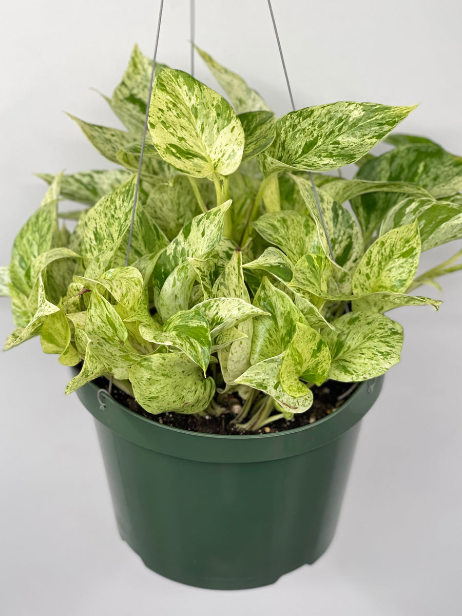 zz plants near me ZZ Plant – Plant Shop GR