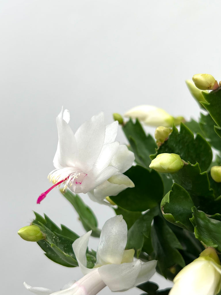 6" Spring Cactus, White