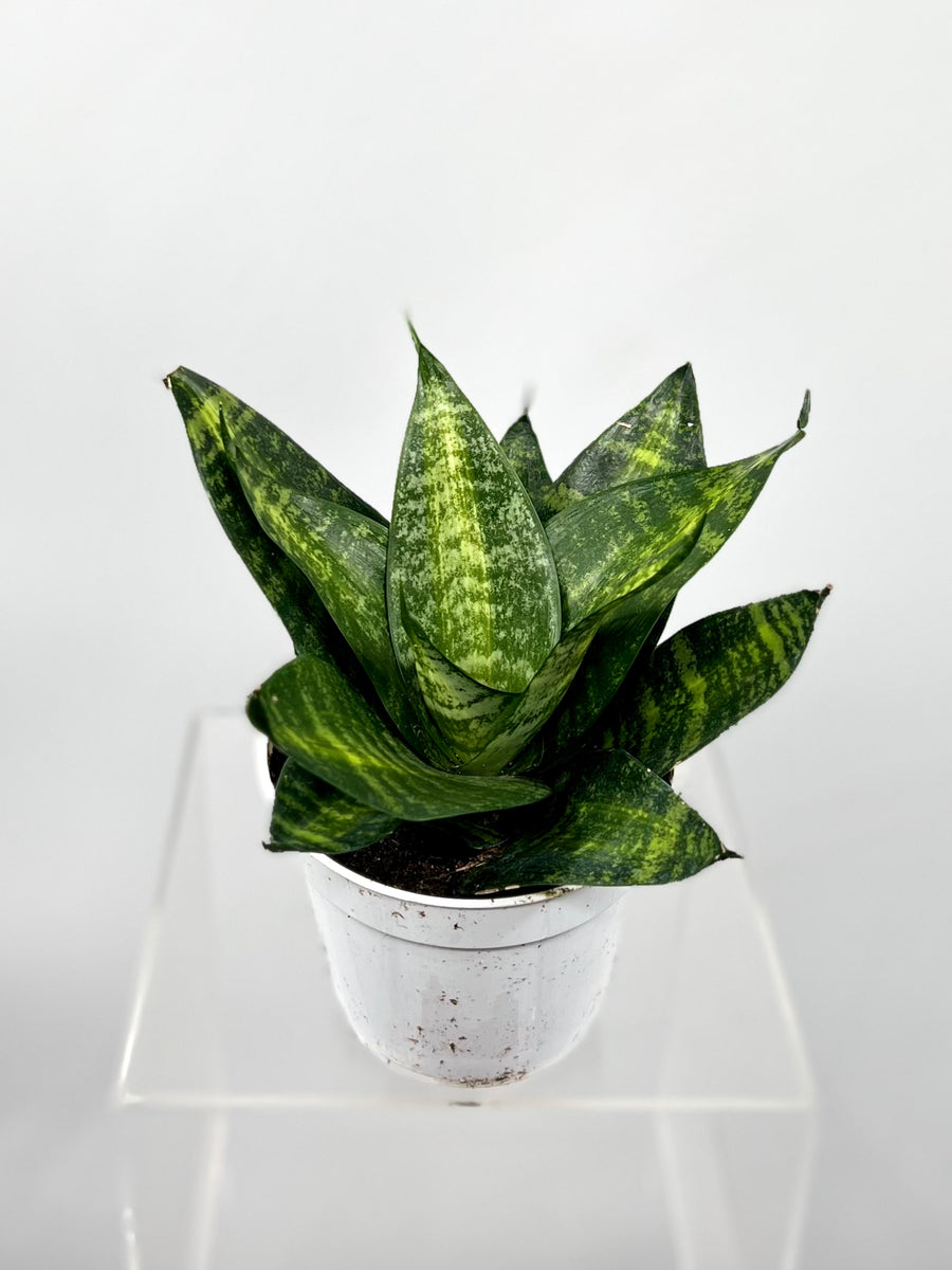 sansevieria tiger 4