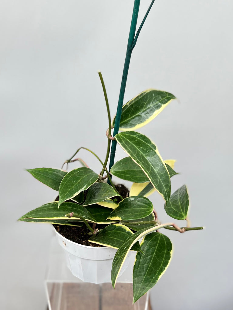 6" Hoya Macrophylla, Variegated 'Albomarginata'