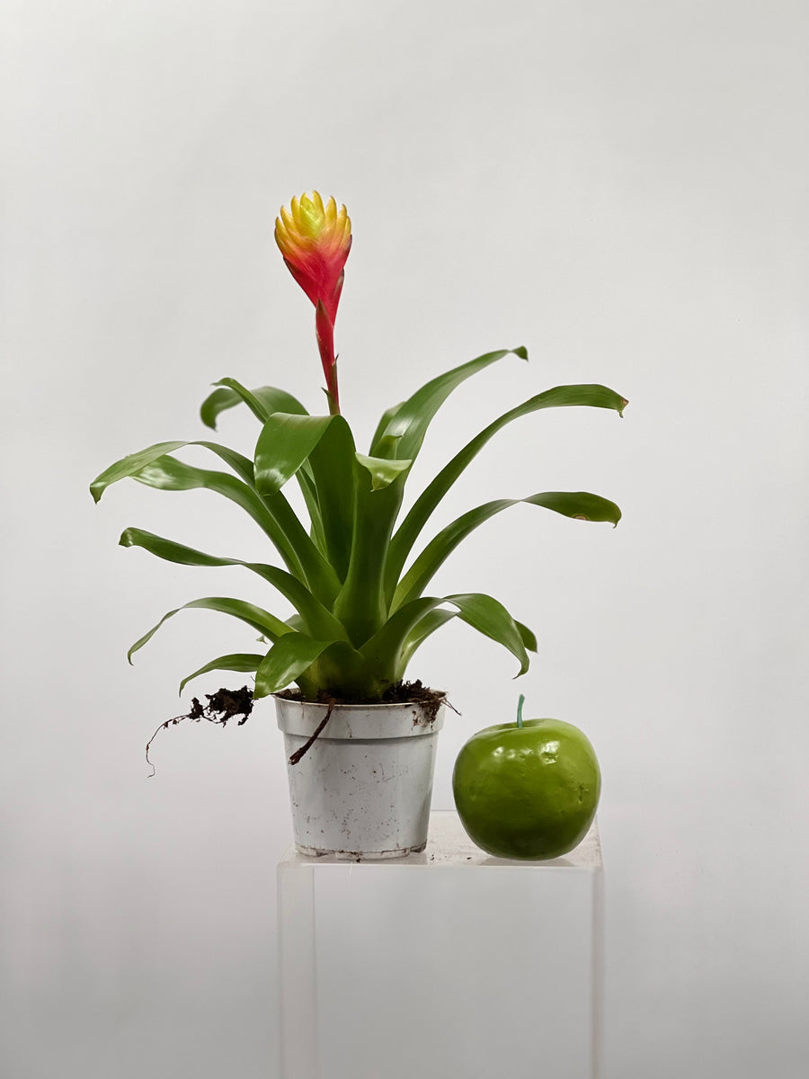 image_c6c17e80-31c4-4b76-bc6f-
