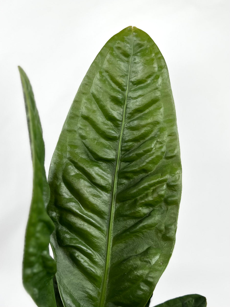 anthurium superbum price 6" Anthurium Superbum – Plant Decor Shop