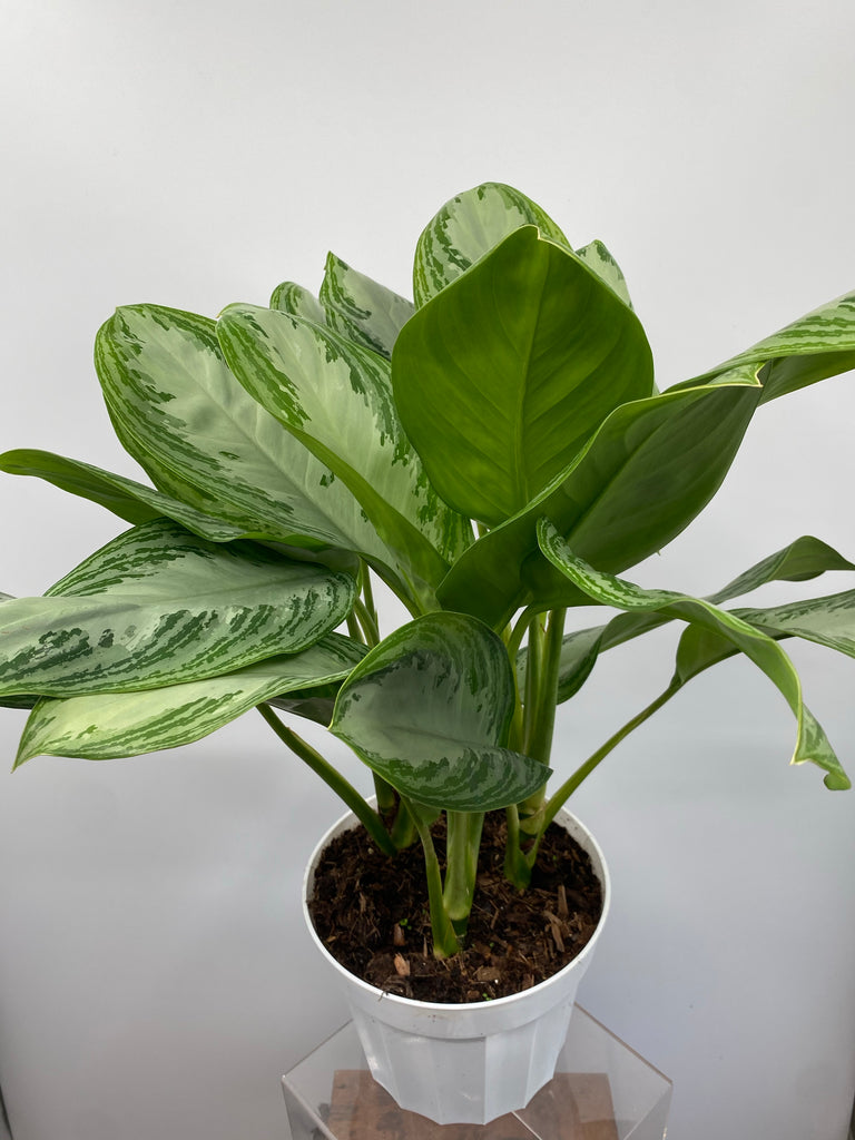 8" Chinese Evergreen Silver Bay