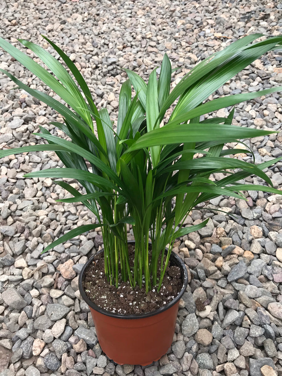 areca palm mini 6" Areca Palm – Plant Decor Shop