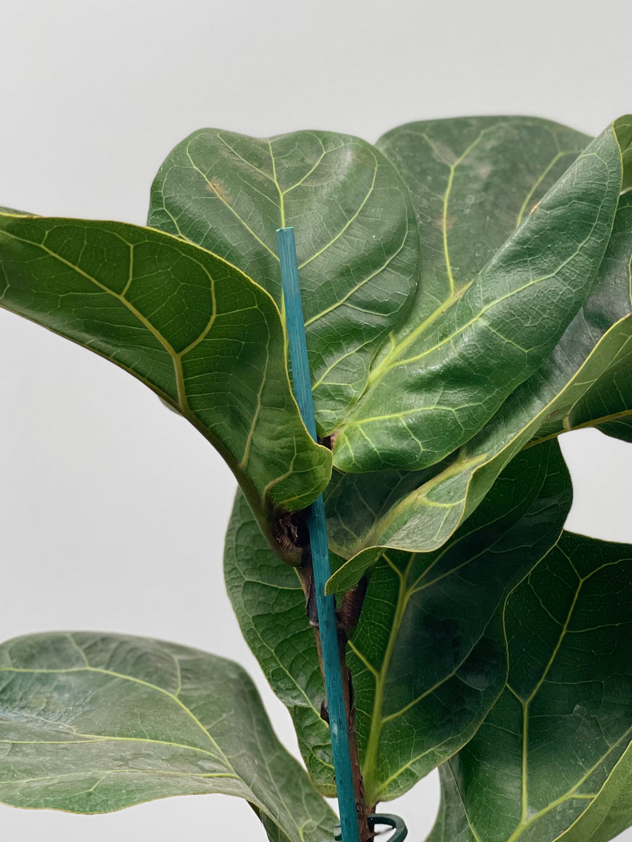 6" Ficus Lyrata Little Sunshine – Plant Decor Shop