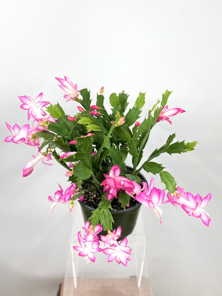 6" Spring Cactus, Pink