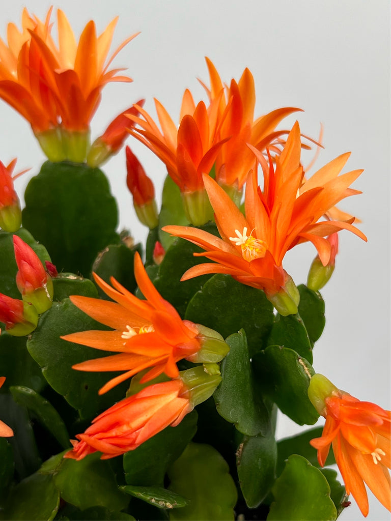 4" Spring Cactus, Orange