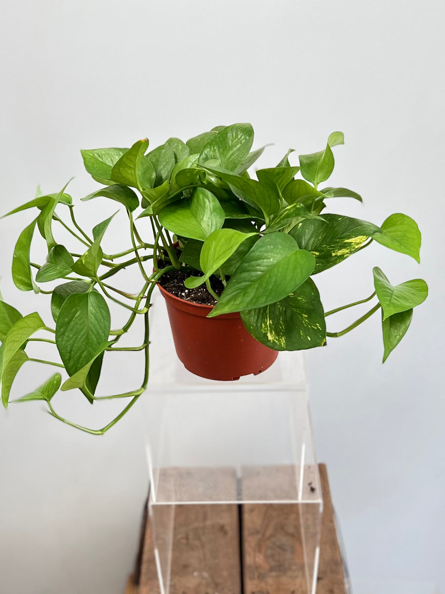 golden pothos in chinese 6" Pothos, Golden – Plant Decor Shop