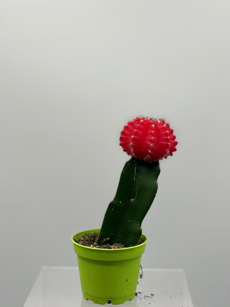 2" Grafted Cactus Red