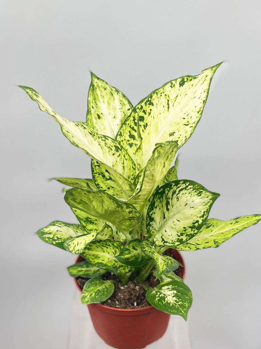 dieffenbachia amarilla 6" Dieffenbachia, Amy – Plant Decor Shop
