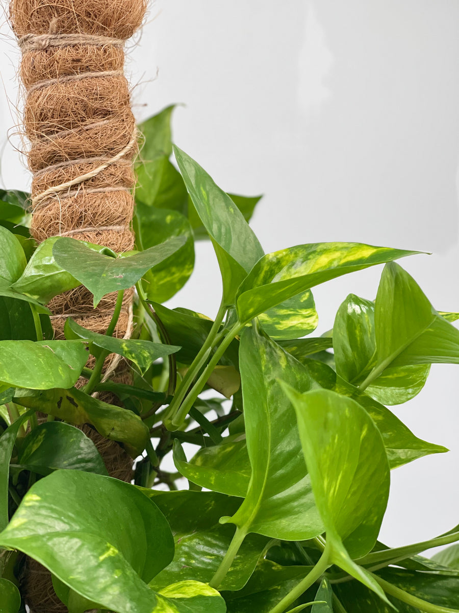 money plant climber 8" Pothos, Golden, Pole – Plant Decor Shop