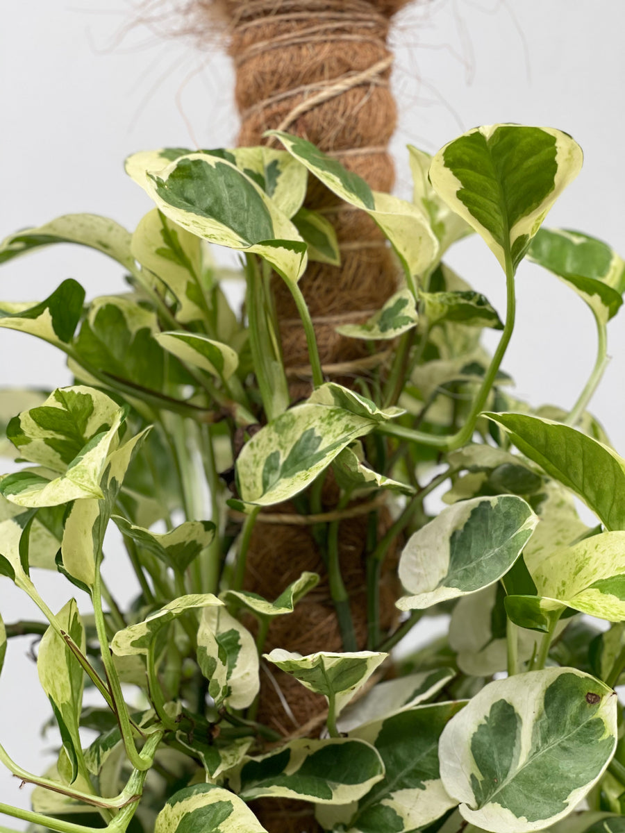 n joy pothos light requirements 8" Pothos N Joy, Pole – Plant Decor Shop