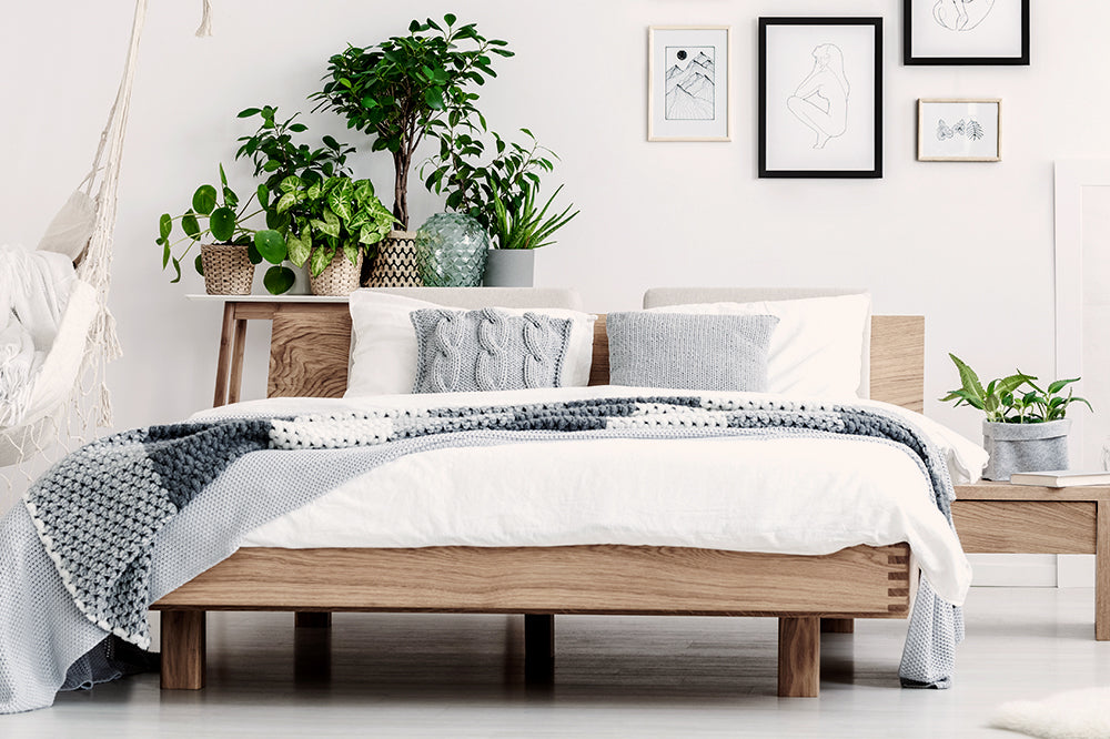 Dreamy Houseplants for Decorating Your Bedroom  Plant Decor Shop