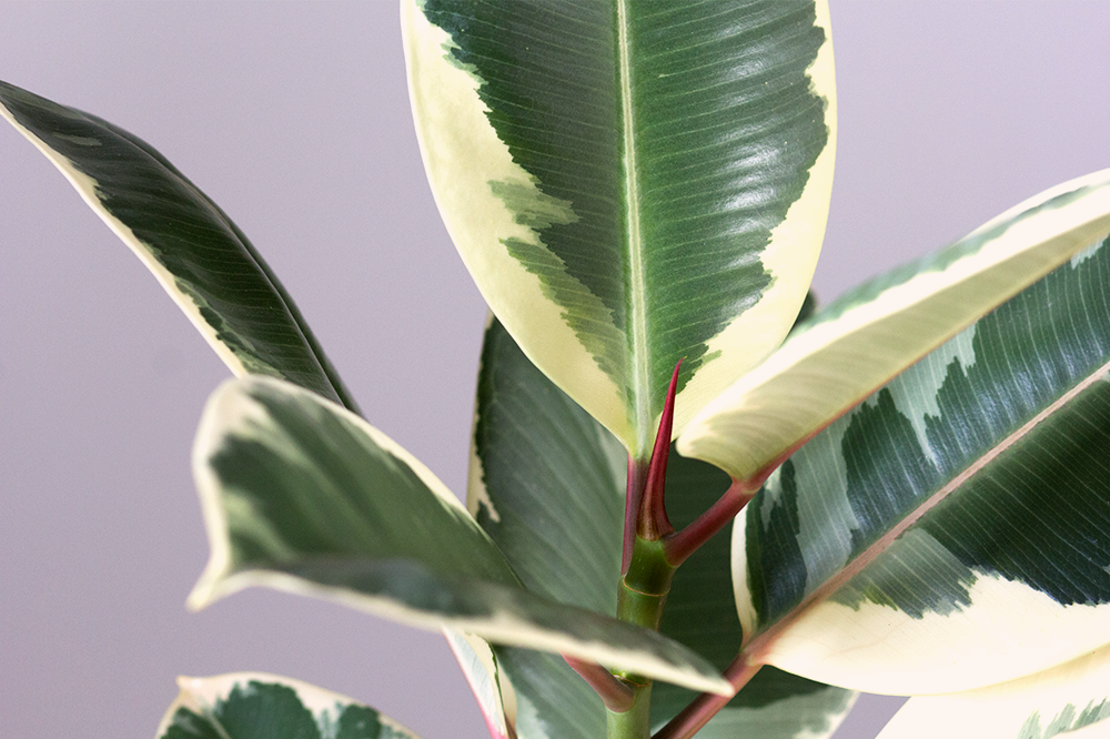 Houseplant FAQ: What Does “Variegated” Mean?