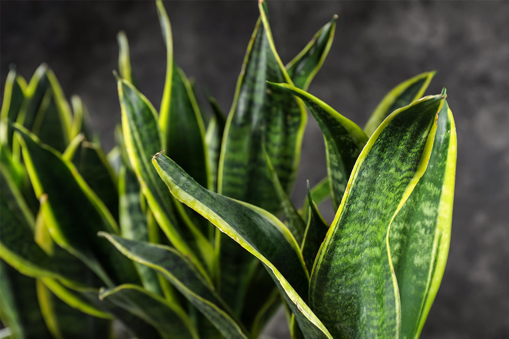 Major Shade: 6 Houseplants For Low Light Areas In Your Home