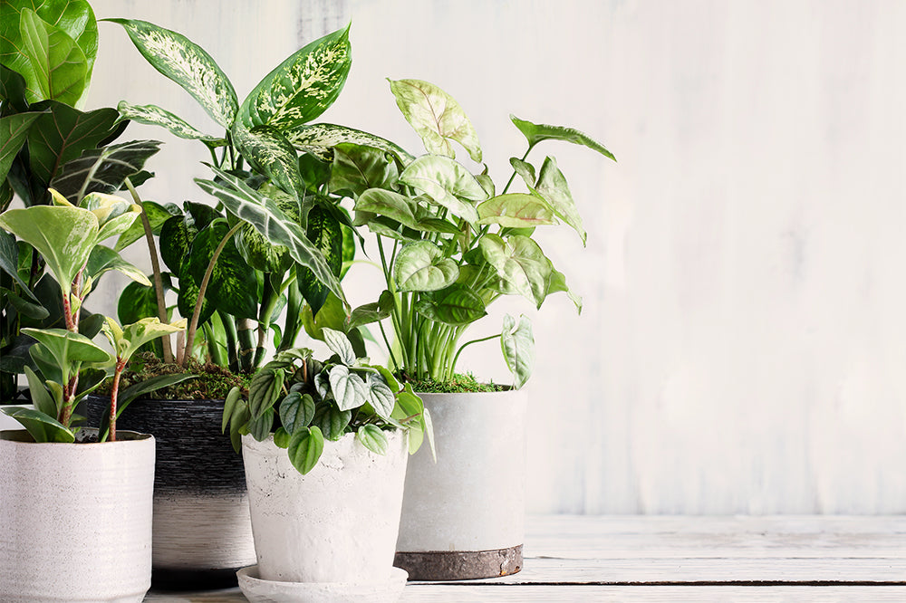 Indoor Plants With White and Silver Foliage