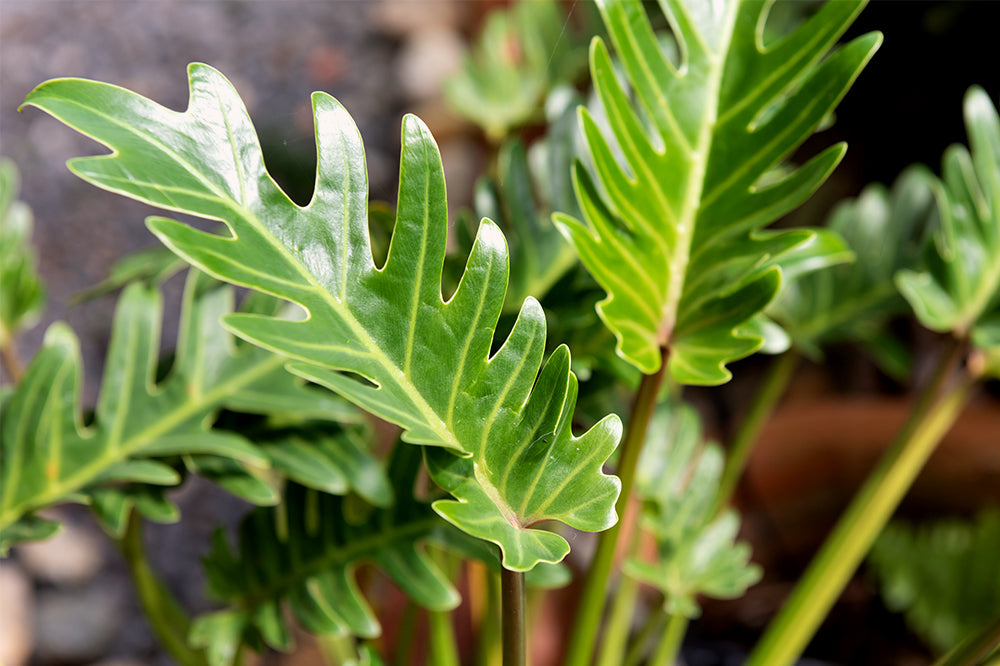 philodendron red anderson variegated Philodendron Red Anderson: an exceptional plant with unique foliage –  plantandstories main image 1
