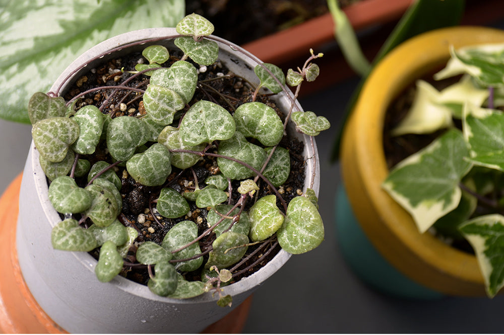 Super Cute Mini Indoor Plants