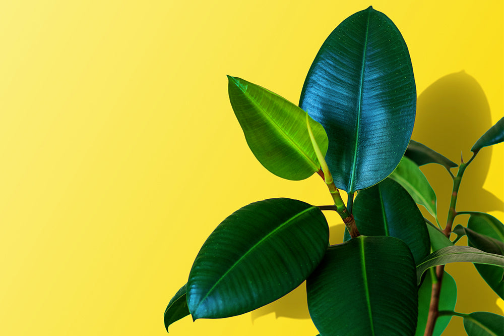 The Best Houseplant for Your Summer 2021 Aesthetic