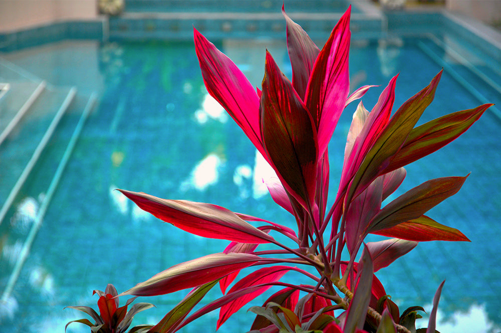 Poolside plants deals