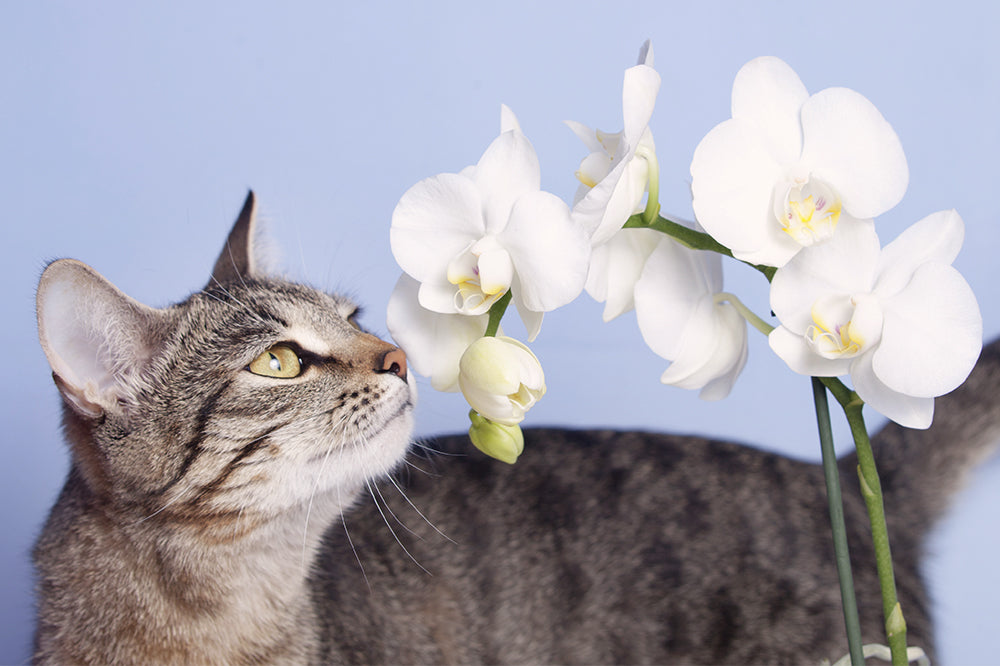 7 Cat-Friendly Houseplants You Should Bring Home