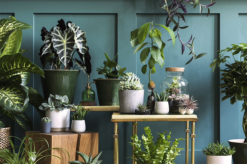 Tips for Picking the Perfect Plant Pot