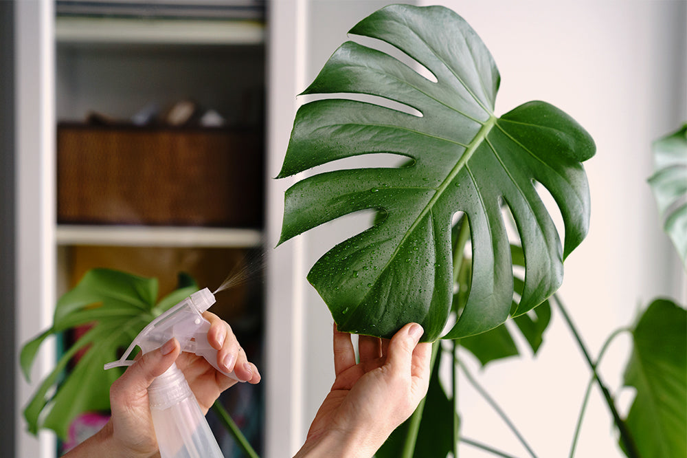 Creating Humidity for Houseplants  Plant Decor Shop