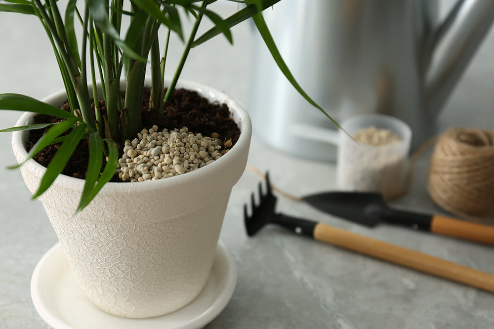 Fertilizer for Houseplants  Plant Decor Shop