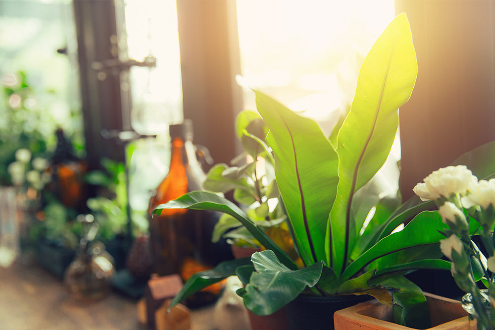 spring indoor plant care