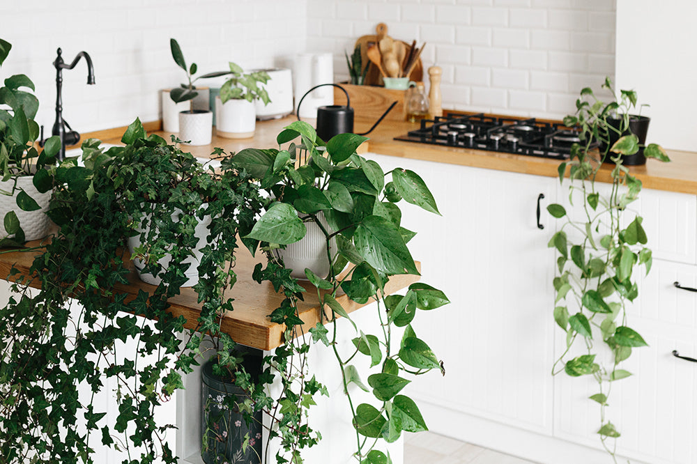 5 Gorgeous Kitchen Plants to Spruce Up Your Space