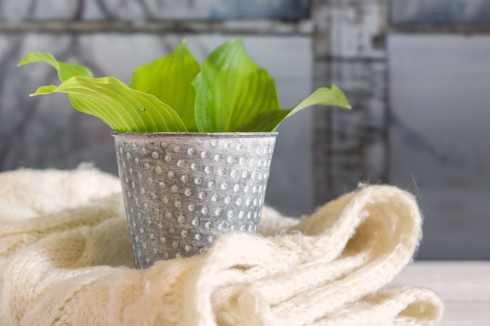 How to Take Care of Houseplants in Winter, Wherever You Live