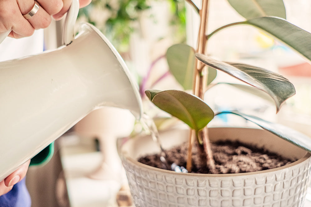 You Have to Stop Overwatering Your Plants
