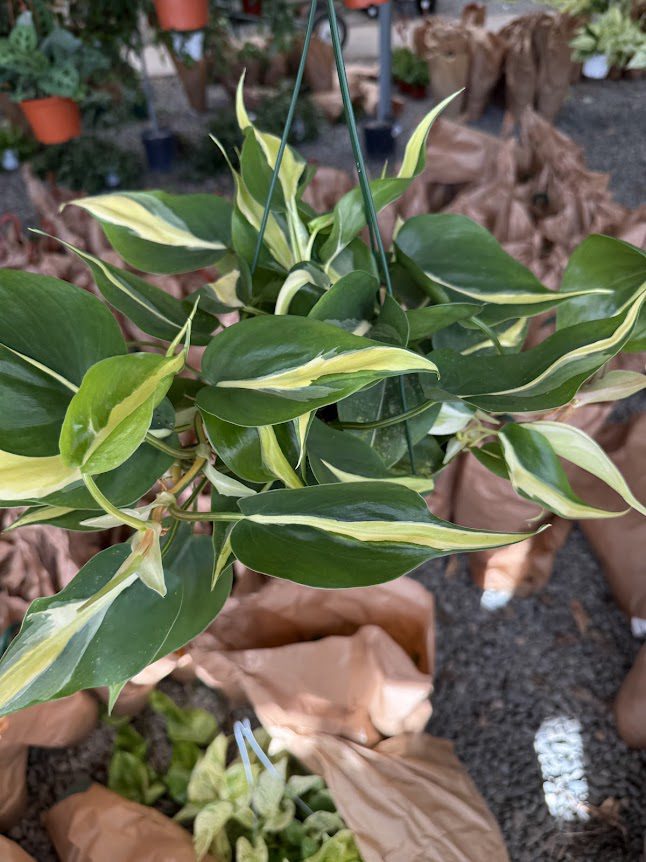 philodendron cordatum variegated 6" Philodendron Cordatum Silve – Plant Decor Shop