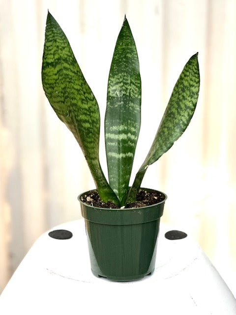 4" Sansevieria Zeylanica