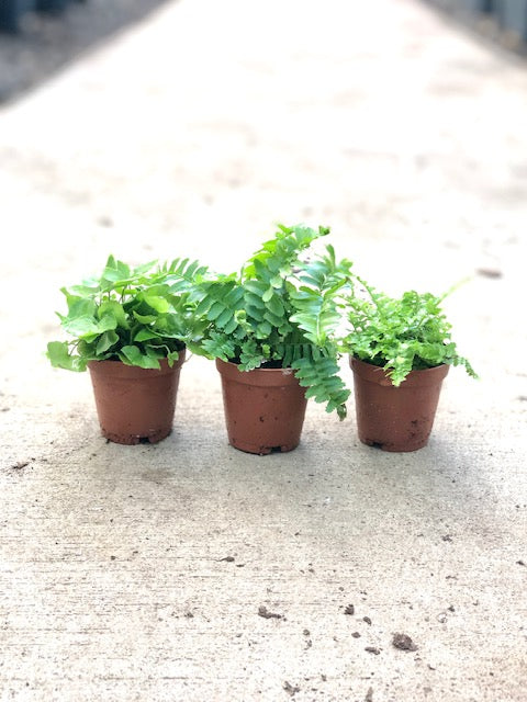 2" Fern, Assorted
