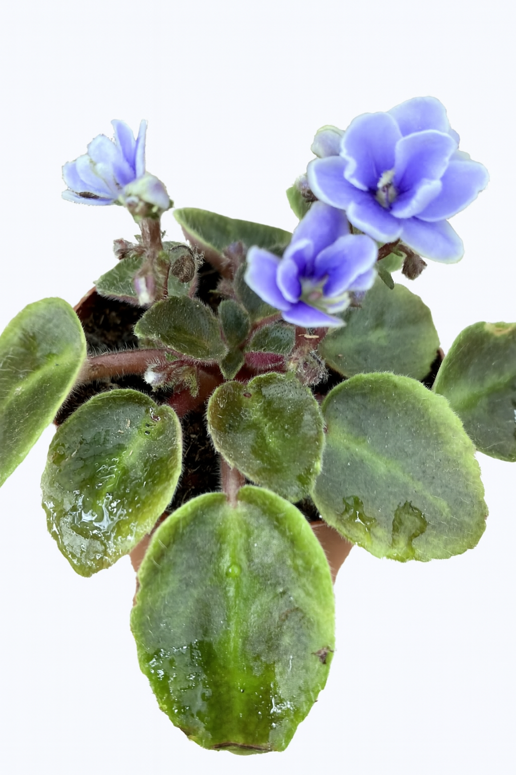 african violet succulent 2" African Violet – Plant Decor Shop