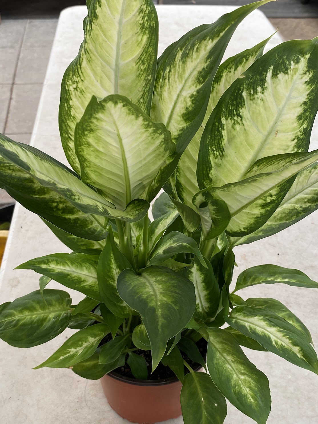 dieffenbachia camilla cae 6" Dieffenbachia Camille