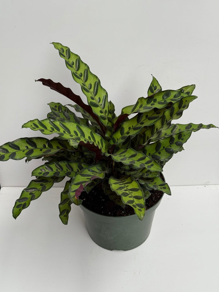 rattlesnake snake plant 8" Calathea Lancifolia Rattlesnake
