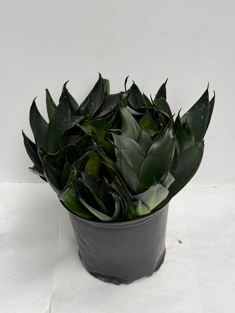 8" Sansevieria Hahnii Jade