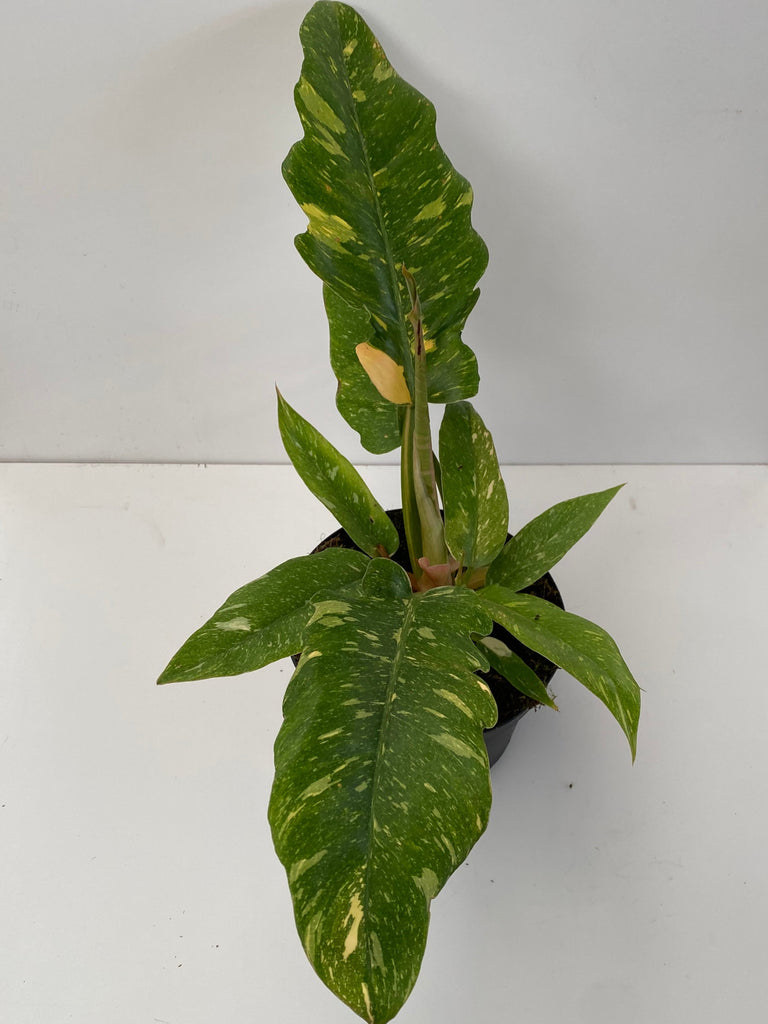philodendron variegated ring of fire Philodendron 'Ring of Fire' 6"