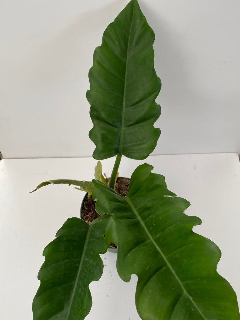 6" Philodendron Narrow Green