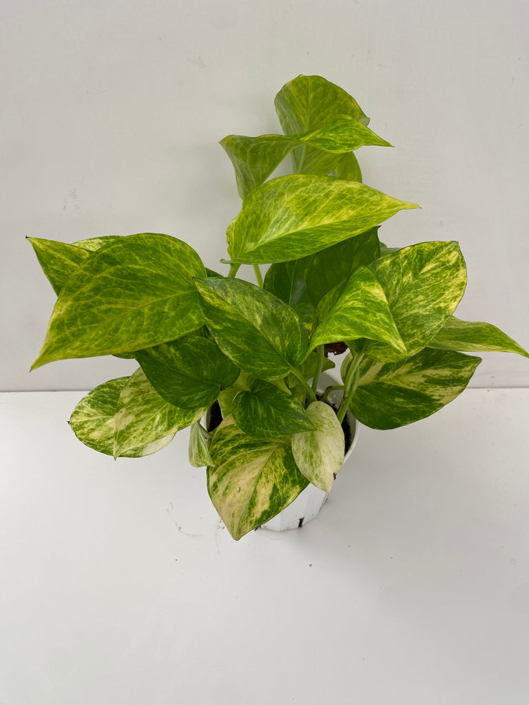 4" Pothos Neon Queen