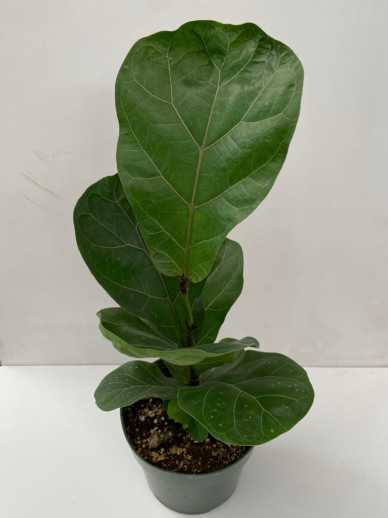 6" Ficus Lyrata, Bambino